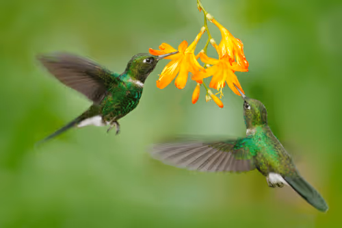 Item #25621925064279012681246301446131385931262547461970292834419122489374067916801 Media