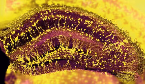 Item #94269245491509990734465210167466884321016156327322156678976395952607853543434 Media