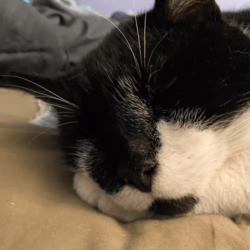 Untitled Collection #38561872