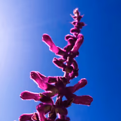 Dispo Cam Flowers #029