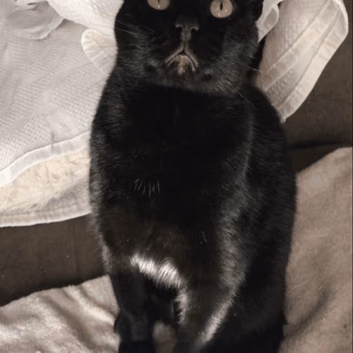kevincat