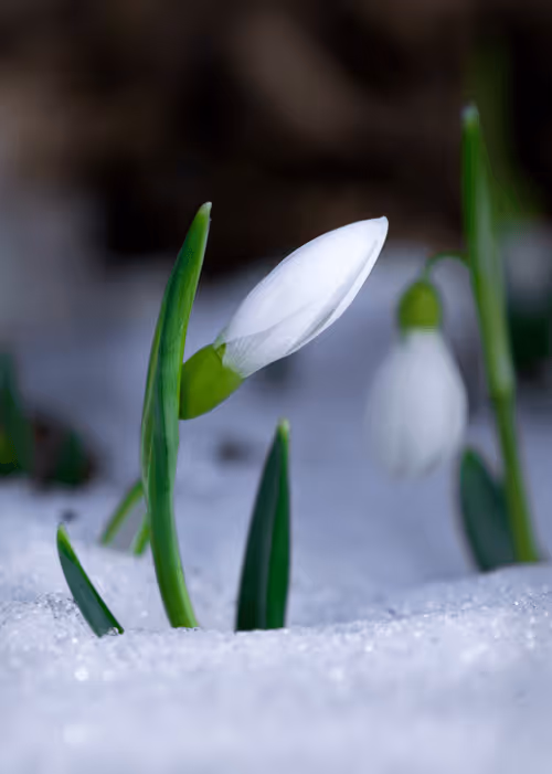 Item #33320035369382812626191691712321193911633617638835009493601594472081708285953 Media