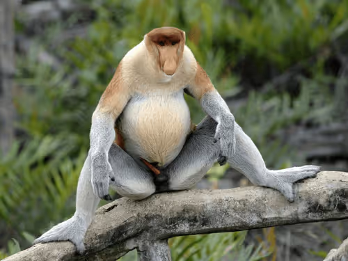 Monkey penis