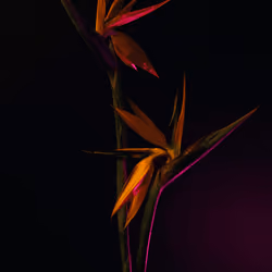 Strelitzia