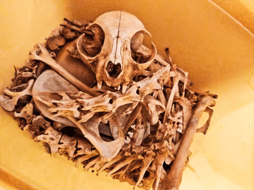 Item #103207922690191299033011497025102770297139918684227212586850432576275102040065 Media