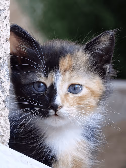 Item #35873152374161071277145740786712931084069607391984224962068592392549427052545 Media