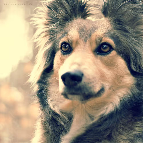 Item #113065873903366828743744079288708835697083018334279533284549130071205511954433 Media