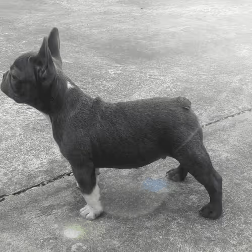 Item #32237202173720727343948986965561335091197107318394763909165930955018631905281 Media