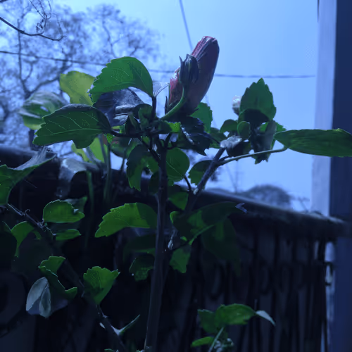 Untitled Collection #240444375