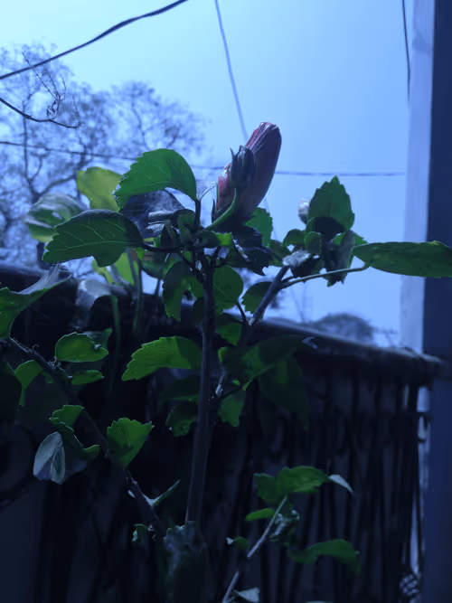 Item #78563516037931883155577450709773564508241976005034951373361211481992474918922 Media