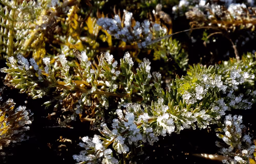 Item #55297223282317197917185791022658401724226762533250968792427961474060908494849 Media