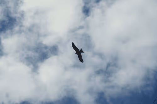 Item #1686732171480064398606657756761529000070319604084252491518214262439494549505 Media