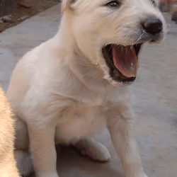 Awwwww
