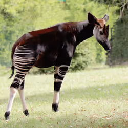 Okapi at Beauval zoo
