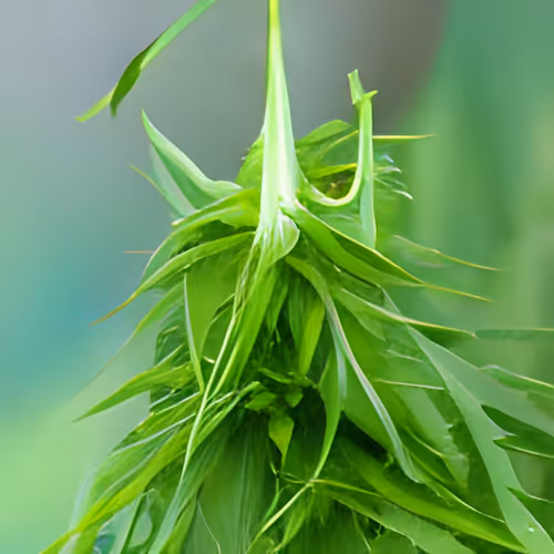 Item #65161388739790216462709575996526070321515531949467736955914415462939094941697 Media