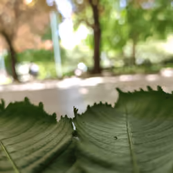 Windless leaves