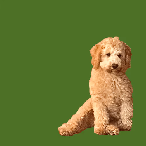 Item #71188718157521890056217826245416464690012970148001039644603136661114459258890 Media