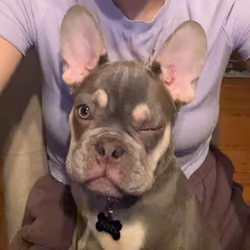 Dozer Winking 