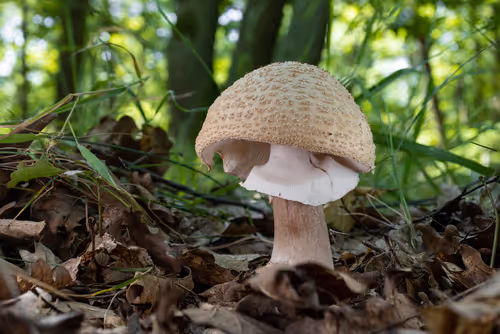 Item #64713155281190120806625528010509445569029273032710388433466981992484778803201 Media