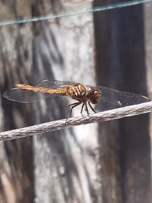 Item #34234254815072535961599382132884136117775170758724349056413657416144787603457 Media