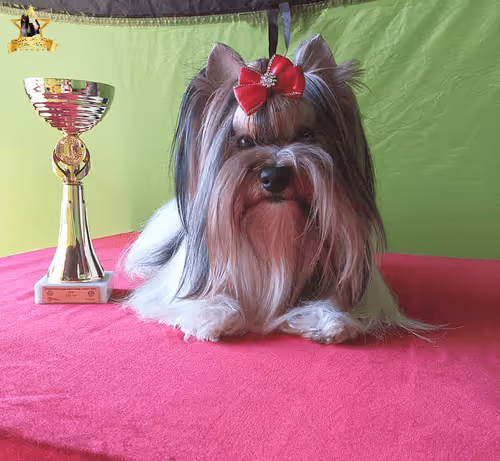 Item #38667131167011634385541907782208186835961873608250228940362662766126800306177 Media