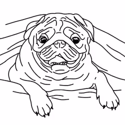 Lazy Pug