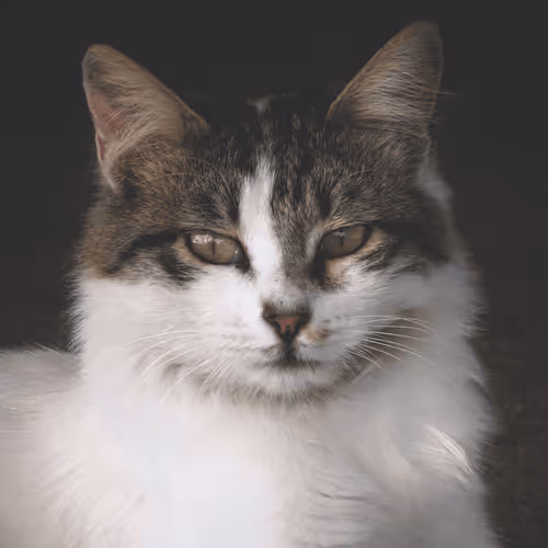 Item #35873152374161071277145740786712931084069607391984224962068592427733799141377 Media