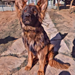 My name is Sacha