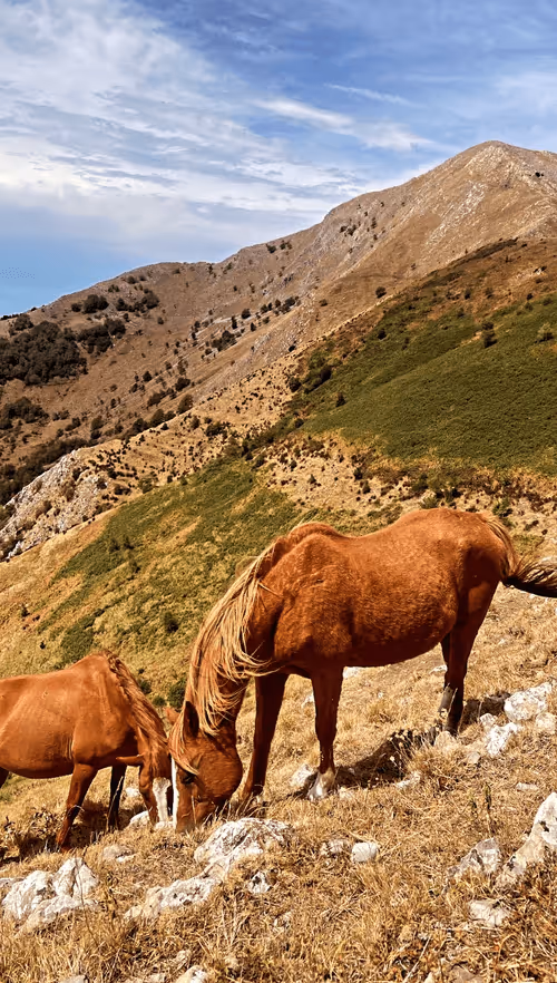 Item #36336170879608208403963751604494433054462935544758920663222913832983522705409 Media