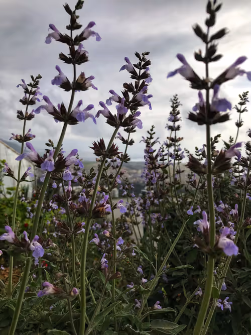 Item #66820219221198918858103330238748166887962299943803224281381121406176277299201 Media