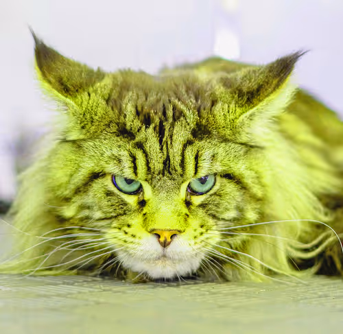 Item #2025594940595728063949820469308153765814371267570652306113433790518558457857 Media