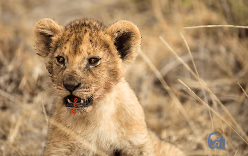 21286616541368493270952273154919658706491111186853565386377985447702890020865