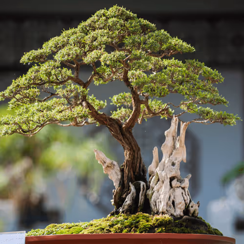 Item #104496985584808197411299000803927756186977529206466580863662692635061002436609 Media