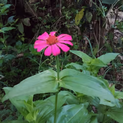 plant_flower