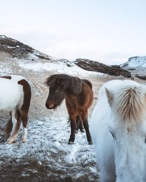 Item #101893864655763337911996374545403392964264859646059090365260111882643969146881 Media