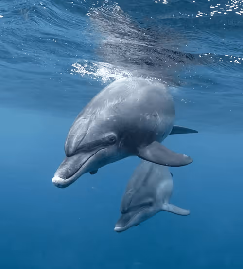 Item #104496985584808197411299000803927756186977529206466580863662693500376653496330 Media