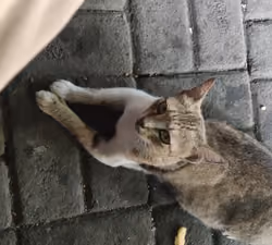 cat waiting for food