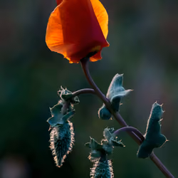 Flowers #63