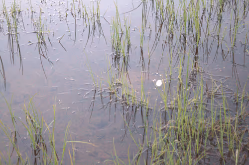 Item #21039072579662627083950365953116691379862102836667231441019030780125036675082 Media