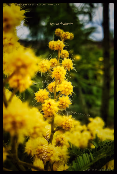 Item #3787080761074609709675817509753112159059746763483256848434353638060756828161 Media