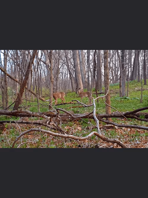 Item #110534027555100073449800383063776776852092282541871866925712019195822944026625 Media