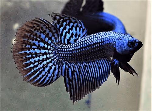 Item #81032937518726781130427896739408939347327063862450356405897967548019198918657 Media