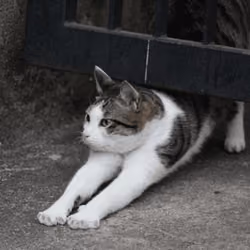 Cat in Tai O (01/14/2022)