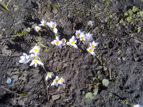 Item #41983459946325006344850038724007157971914249844141491949312562268896766197761 Media