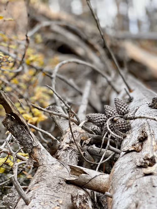 Item #8953310922473292909891934632005596758185159833906563187574234242700254642177 Media