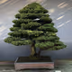 world bonsai Bonsai collection