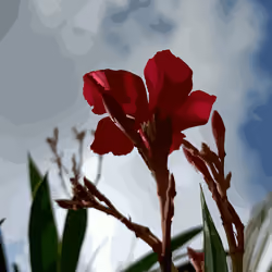 oleander