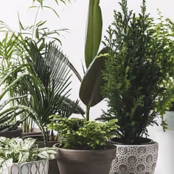 Plant2