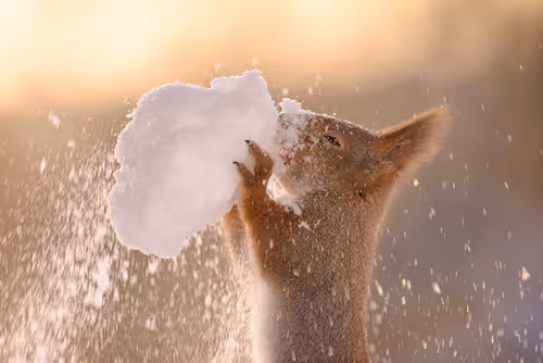 Item #41723246610632705543282218396403645401617984070439185990108432310696643919873 Media