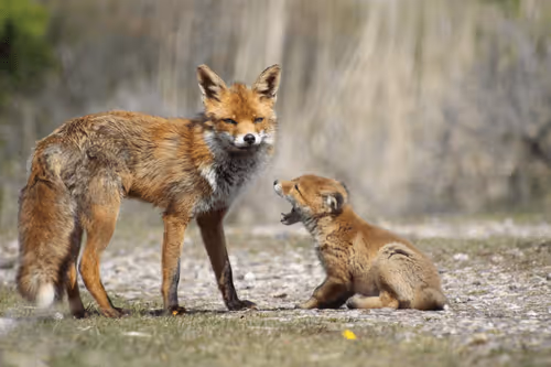 Item #13941605867614837690918824446887130433588477775612288025294768843820179128321 Media